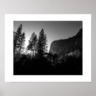Sunlit Trees Black and White Poster