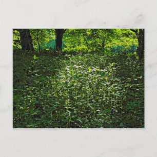 Sunlit Undergrowth. Blackweir Woods, Cardiff Postcard