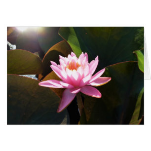Sunlit Waterlily Pink Floral Water Garden