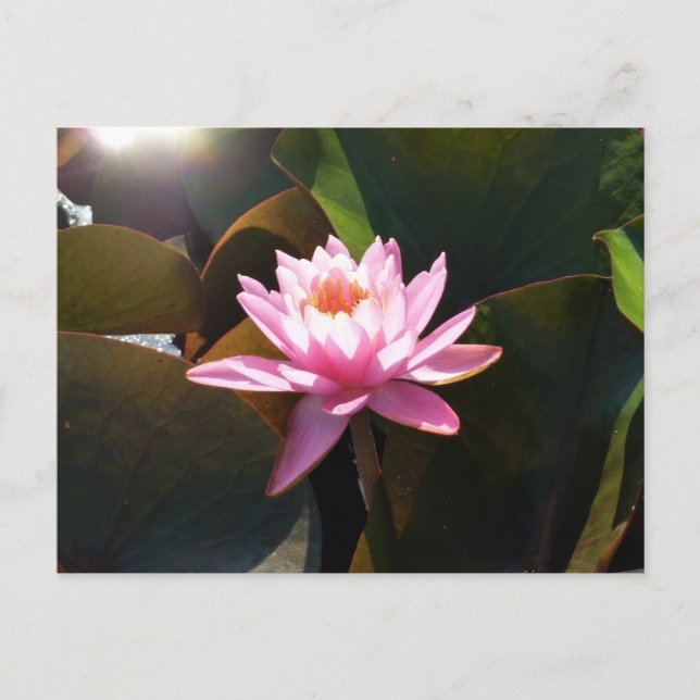 Sunlit Waterlily Pink Floral Water Garden Postcard (Front)