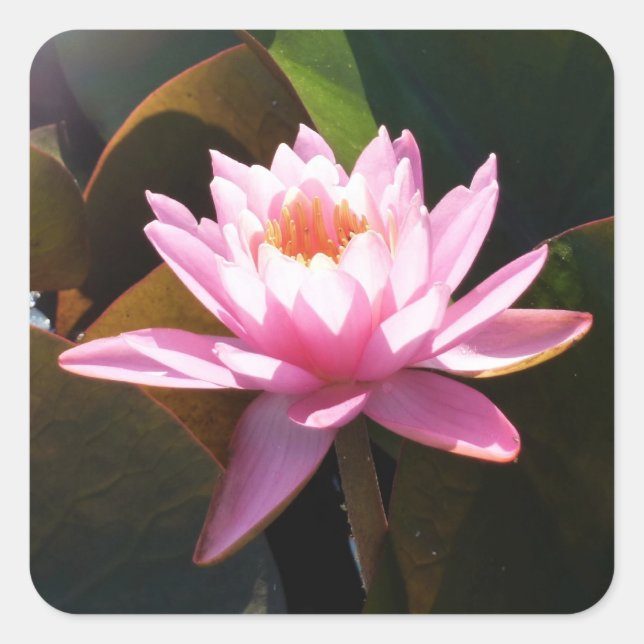 Sunlit Waterlily Pink Floral Water Garden Square Sticker (Front)