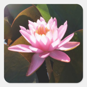 Sunlit Waterlily Pink Floral Water Garden Square Sticker
