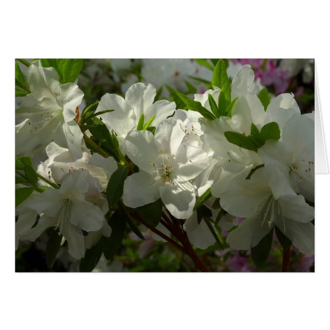 Sunlit White Azaleas Beautiful Spring Flowers (Front Horizontal)