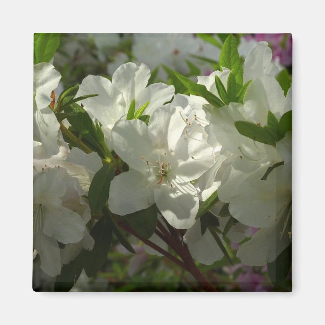 Sunlit White Azaleas Beautiful Spring Flowers Magnet (Front)