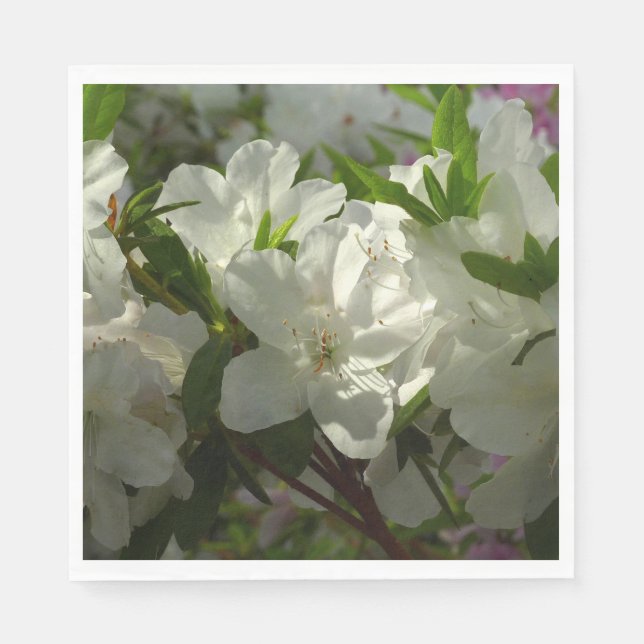 Sunlit White Azaleas Beautiful Spring Flowers Napkin (Front)