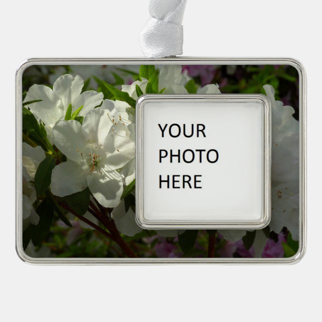 Sunlit White Azaleas Beautiful Spring Flowers Silver Plated Framed Ornament (Front)