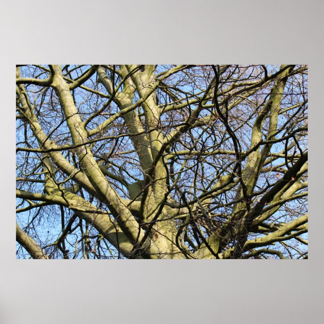 Sunlit Winter Branches Poster (Front)