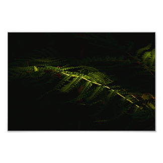Sunlit woodland ferns (6167) photo print