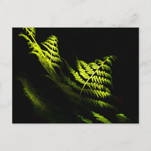 Sunlit woodland ferns (6203)  postcard