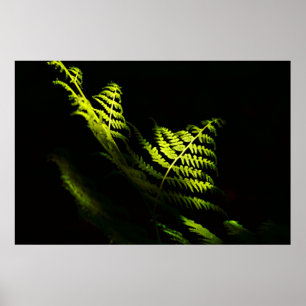 Sunlit woodland ferns (6203)  poster