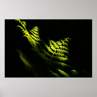 Sunlit woodland ferns (6203)  poster
