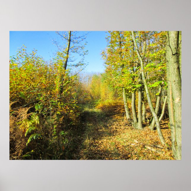 Sunlit Woods in Autumn - Personalised Poster (Front)