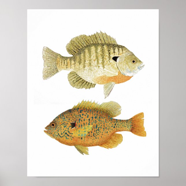 Sunnies- Bluegill & Pumpkinseed Poster (Front)