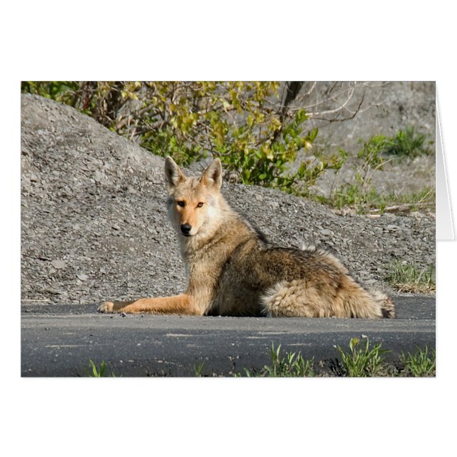Sunning Coyote (Front Horizontal)