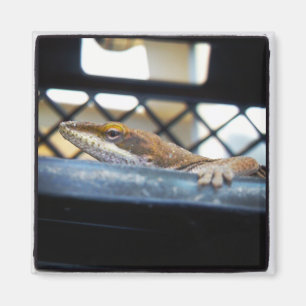 Sunning Green Anole Lizard Photo Magnet