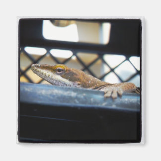 Sunning Green Anole Lizard Photo Magnet
