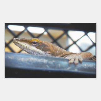 Sunning Green Anole Lizard Photo Rectangular Sticker