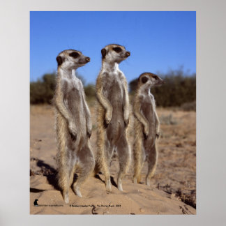 Sunning meerkats - Poster