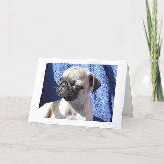 sunning pugs card