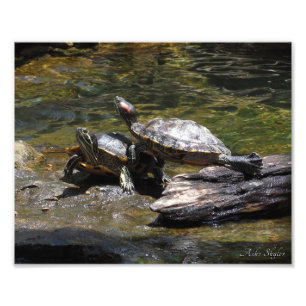 Sunning Red-Eared Sliders Photo Print