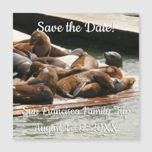 Sunning Sea Lions in San Francisco