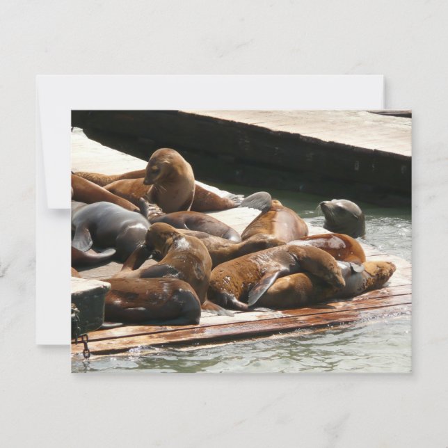 Sunning Sea Lions in San Francisco (Front)