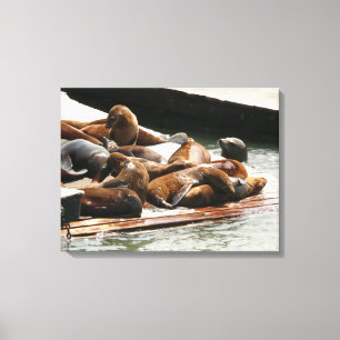 Sunning Sea Lions in San Francisco Canvas Print