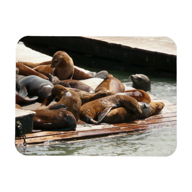 Sunning Sea Lions in San Francisco Magnet (Horizontal)