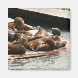 Sunning Sea Lions in San Francisco Magnet