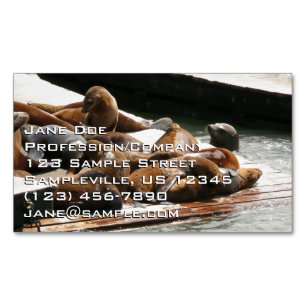 Sunning Sea Lions in San Francisco Magnetic Business Card