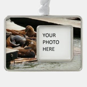 Sunning Sea Lions in San Francisco Silver Plated Framed Ornament