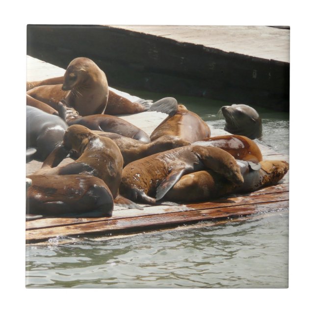 Sunning Sea Lions in San Francisco Tile (Front)