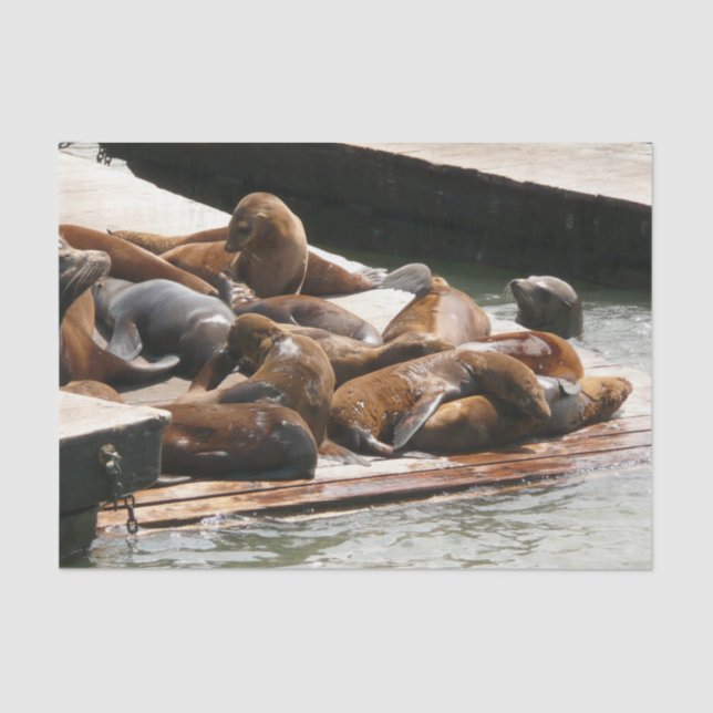Sunning Sea Lions in San Francisco Tissue Paper (Front)