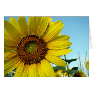 Sunny