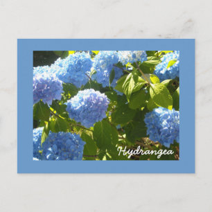 Sunny Blue Hydrangea Postcard