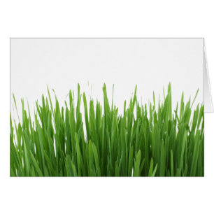 Sunny bright green grass photograph print