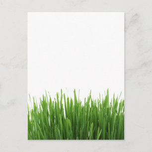 Sunny bright green grass photograph print postcard