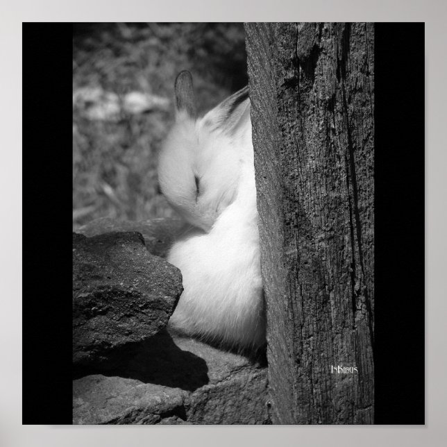 Sunny Bunny Poster (Front)