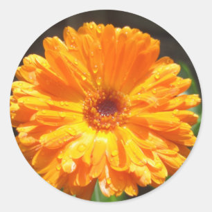 Sunny Calendula Raindrops Classic Round Sticker