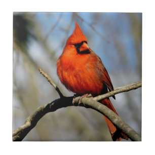 Sunny Cardinal Ceramic Tile