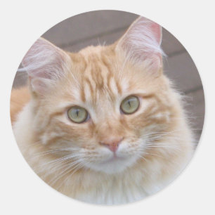 Sunny Classic Round Sticker