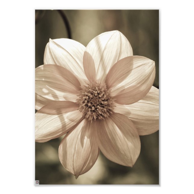 Sunny Dahlia Photo Print (Front)