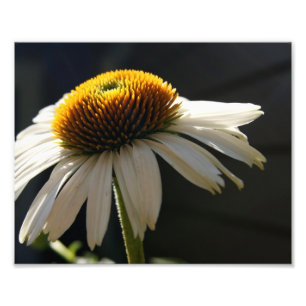 Sunny Daisy 10x8 Photographic Print