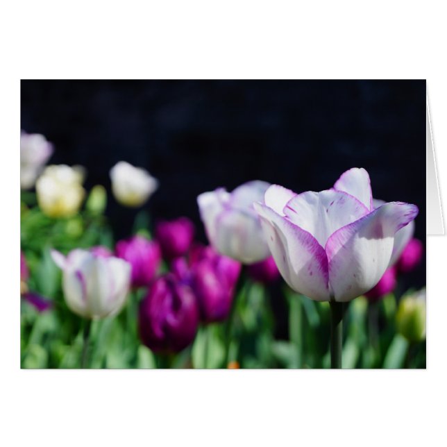 Sunny Day! (Front Horizontal)