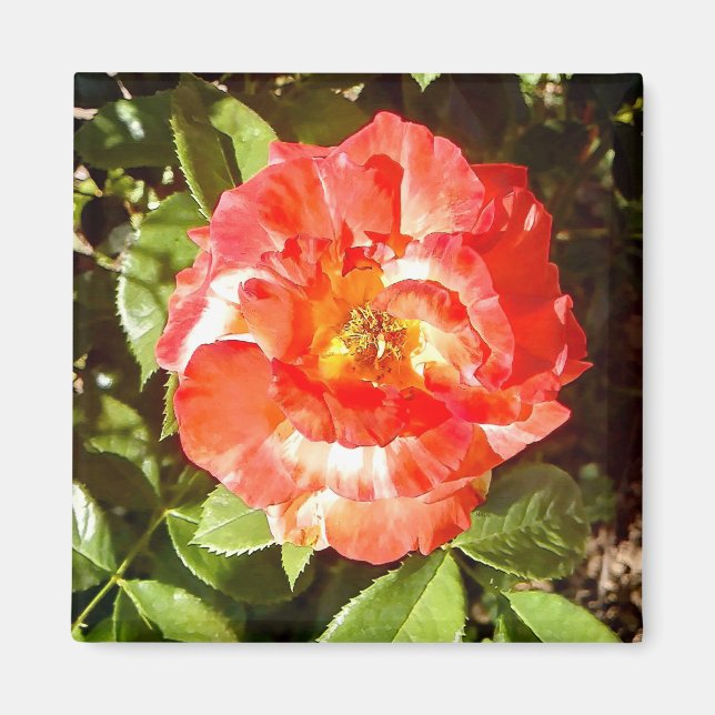 Sunny day Rose....... Magnet (Front)