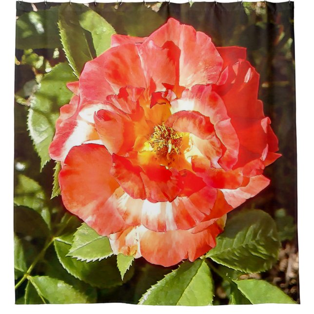 Sunny day Rose....... Shower Curtain (Front)