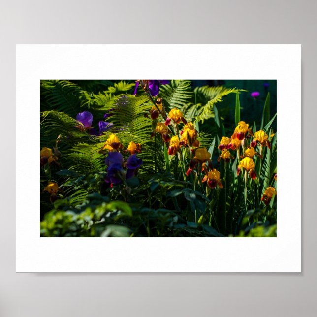 Sunny Garden Flowers Iris Nature Poster (Front)