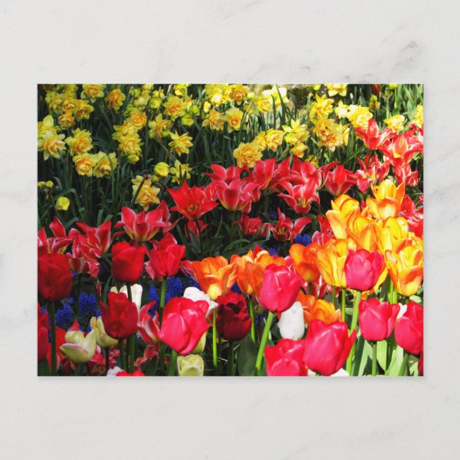 Sunny Garden Postcard (Front)