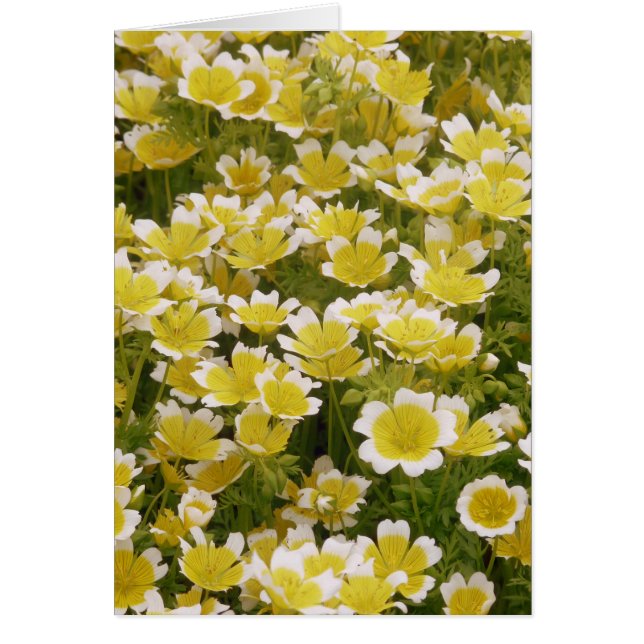 Sunny Gold White Flowers (Front)