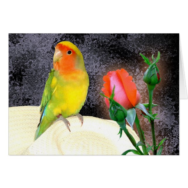 Sunny Lovebird (Front Horizontal)
